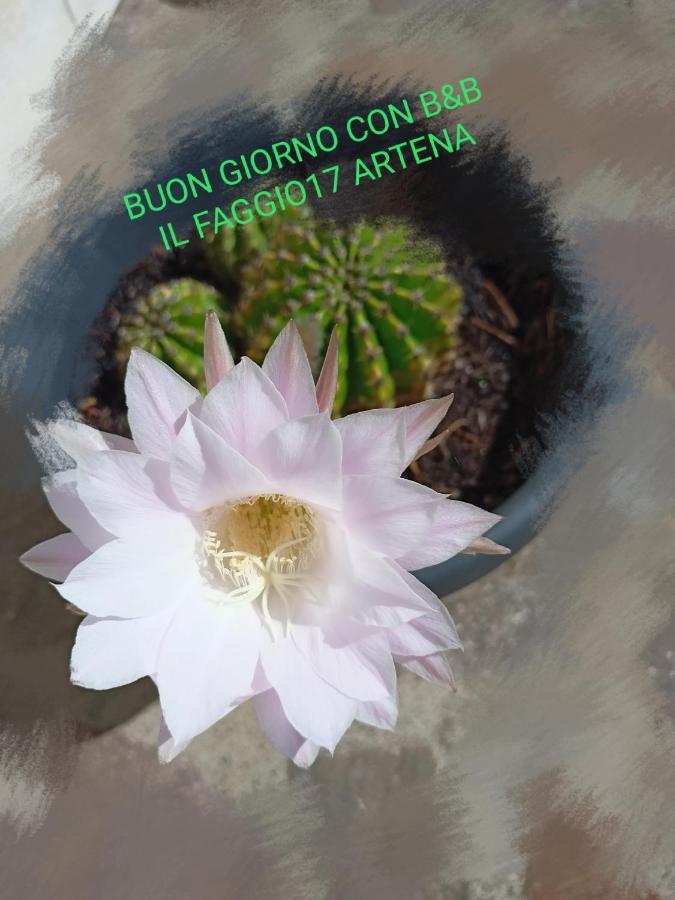 Il Faggio 17 B&B Artena Eksteriør billede