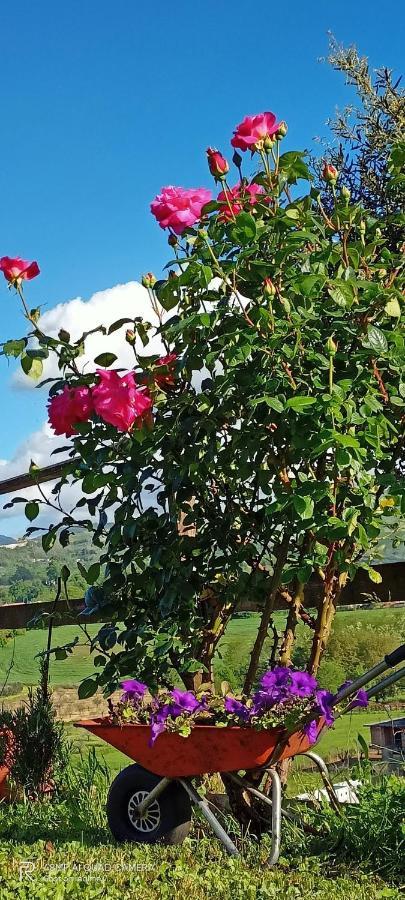 Il Faggio 17 B&B Artena Eksteriør billede