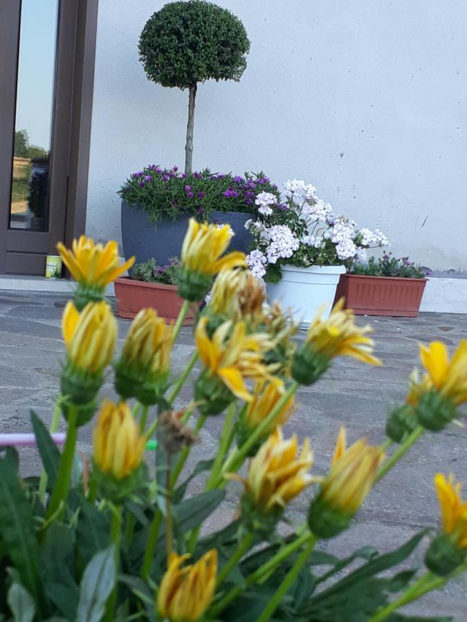 Il Faggio 17 B&B Artena Eksteriør billede