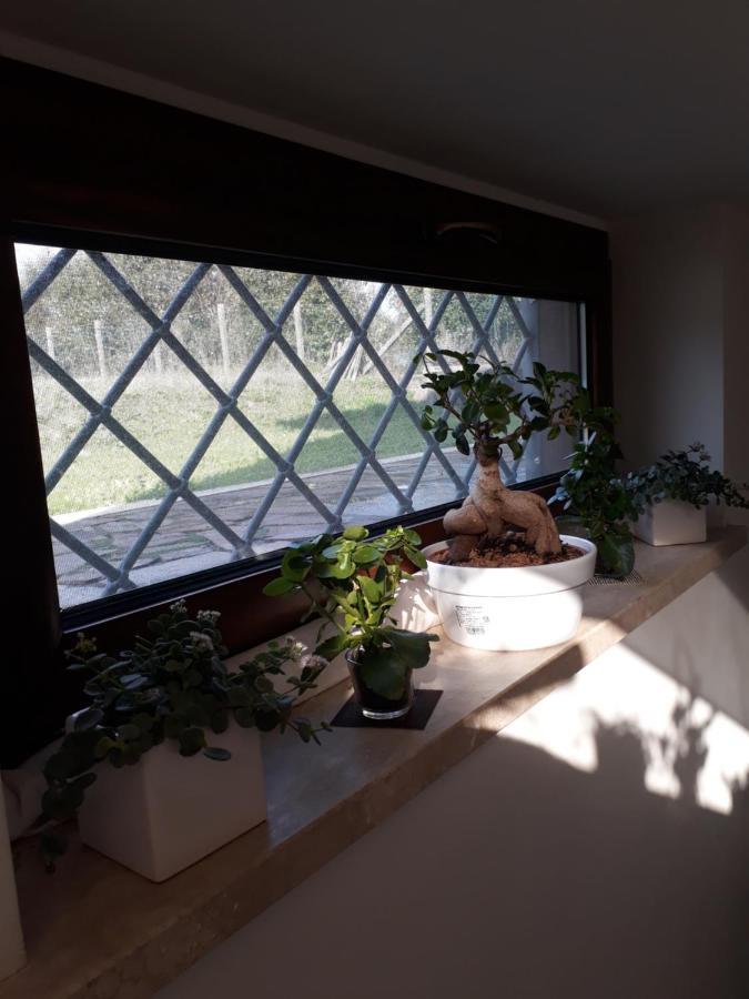 Il Faggio 17 B&B Artena Eksteriør billede